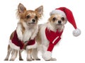 Chihuahuas dressed in Santa outfits for Christmas in front of white background