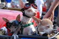 Chihuahuas Enjoy Woodward Dream Cruise Royalty Free Stock Photo