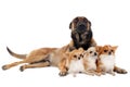 Chihuahuas and malinois Royalty Free Stock Photo