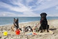 chihuahuas, malinois , rottweiller and beach Royalty Free Stock Photo