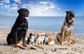 chihuahuas, malinois , rottweiller and beach Royalty Free Stock Photo