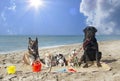 chihuahuas, malinois , rottweiller and beach Royalty Free Stock Photo