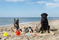 chihuahuas, malinois , rottweiller and beach Royalty Free Stock Photo