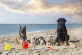 chihuahuas, malinois , rottweiller and beach Royalty Free Stock Photo