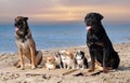 chihuahuas, malinois , rottweiller and beach Royalty Free Stock Photo