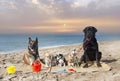 chihuahuas, malinois , rottweiller and beach Royalty Free Stock Photo