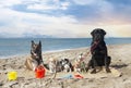 chihuahuas, malinois , rottweiller and beach Royalty Free Stock Photo