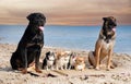 chihuahuas, malinois , rottweiller and beach Royalty Free Stock Photo