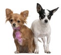 Chihuahuas, one with pink bow-tie fur, 18 months old, and 4 years old Royalty Free Stock Photo