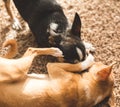 Chihuahuas Playing and Being Cute