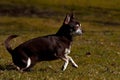 Chihuahuas running on a lawn