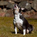 Chihuahuas seated on a lawn and barking