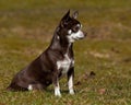 Chihuahuas seated on a lawn