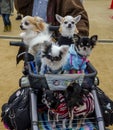 Chihuahuas