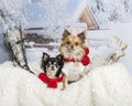 Chihuahuas sitting together on fur in winter scene Royalty Free Stock Photo