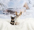 Chihuahuas sitting on white fur rug in winter scene, portrait Royalty Free Stock Photo