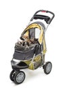 Chihuahuas in a stroller against white background Royalty Free Stock Photo