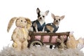 Chihuahuas wearing denim Royalty Free Stock Photo