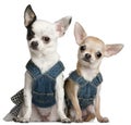 Chihuahuas wearing denim Royalty Free Stock Photo