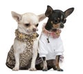 Chihuahuas, 2 years old, dressed up and 1 year old Royalty Free Stock Photo