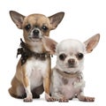 Chihuahuas, 2 years old