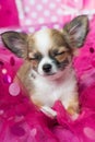 Chihuahua puppy is dozing on a pink blanket