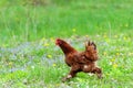 Chiken close up on the farm Royalty Free Stock Photo