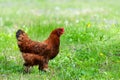Chiken close up on the farm Royalty Free Stock Photo