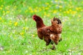 Chiken close up on the farm Royalty Free Stock Photo