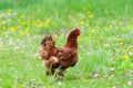 Chiken close up on the farm Royalty Free Stock Photo