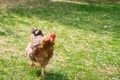 Chiken close up on the farm, green grass Royalty Free Stock Photo