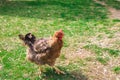 Chiken close up on the farm, green grass Royalty Free Stock Photo