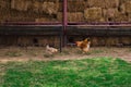 Chiken close up on the farm, green grass