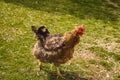 Chiken close up on the farm, green grass Royalty Free Stock Photo