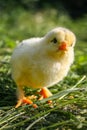 Chiken in the green grass. Royalty Free Stock Photo