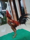 The chiken of pama ninja, chiken fighter.. the good fighter chiken Royalty Free Stock Photo