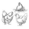 Chiken sketches. Royalty Free Stock Photo