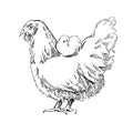 Chiken sketches. Royalty Free Stock Photo