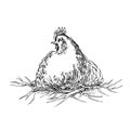 Chiken sketches. Royalty Free Stock Photo