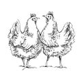 Chiken sketches. Royalty Free Stock Photo