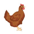 Chiken Royalty Free Stock Photo