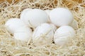 Chiken white eggs close up. farm chicken ecologic eggs Royalty Free Stock Photo