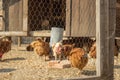 Chikens in a farm Royalty Free Stock Photo