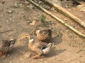 Chikens in field roaming around the hunting food