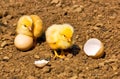 Chikens hatching