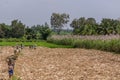Wide shot of sugar cane harvest, Chikkavoddaragudi India.