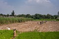 Wide shot of sugar cane harvest, Chikkavoddaragudi India.