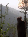 Chikmagalur Karnataka