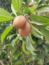 Chikoo sapota fruit Royalty Free Stock Photo