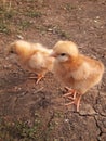 Chiks on the ground Royalty Free Stock Photo